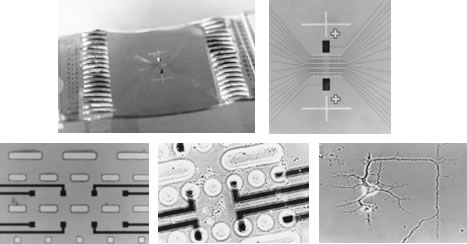 A flexible perforated microfabricated multielectrode array used for extended neural recordings from neuron cultures, brain slices, retinal tissue cultures, and the cortex.
