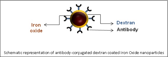 Iron Oxide Nanoparticles 