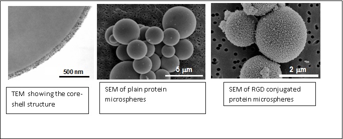 RGD microspheres