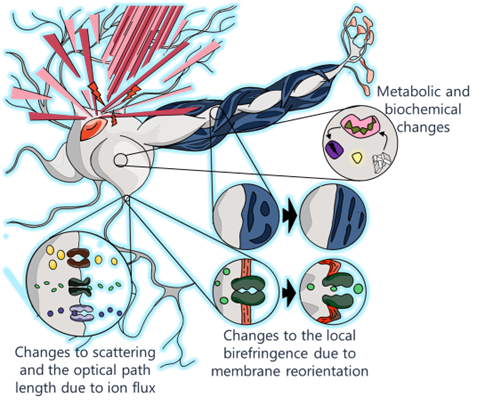 Label-free Markers of  Neuronal Activity