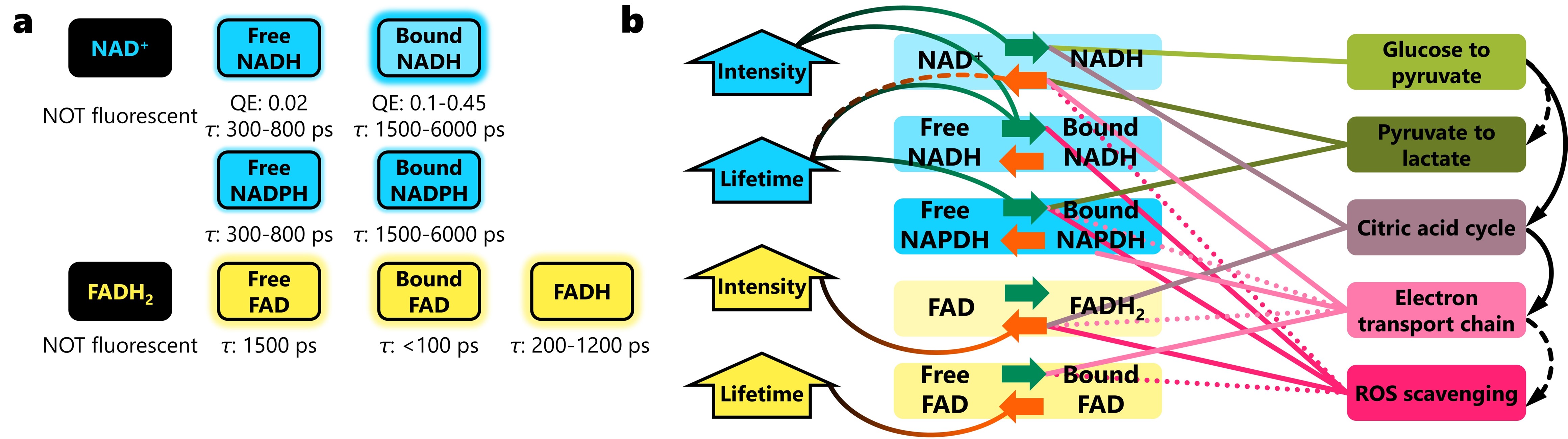 NADH-FAD Autofluorescence Properties